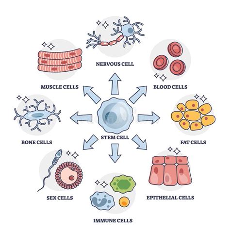 Afbeeldingsresultaten voor Cell Processes