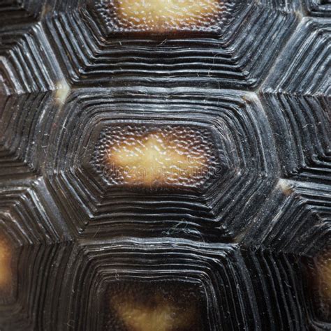 Toradh íomhá ar Snapping Turtle Texture Shell