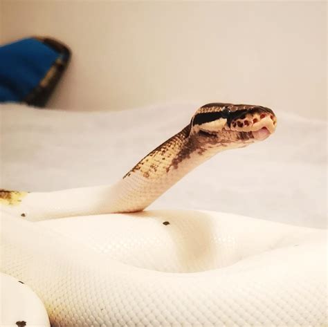 Image result for Ball Python Cute Meme