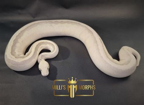 Image result for Super Lesser Fire Ball Python