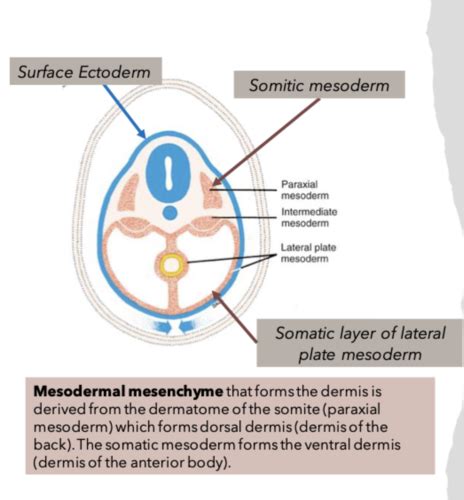 Image result for Mesodermal Layer