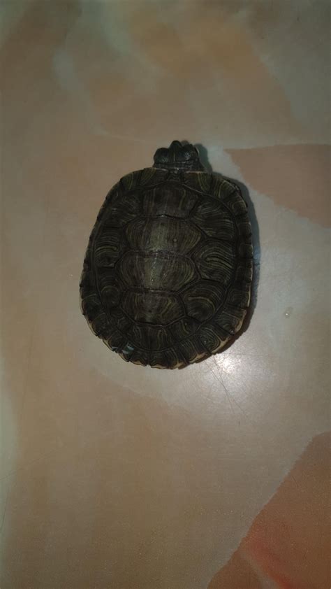 Image result for Yellow Belly Turtle Shell Rot