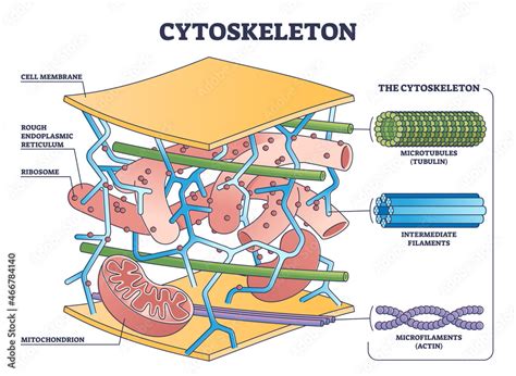 Image result for How to Make a Cytoskeleton Project