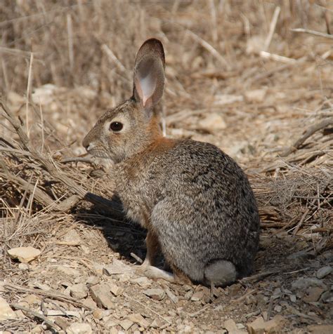 Image result for Rabbit Sprawling