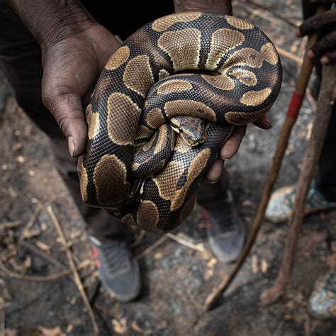 Image result for Pet Ball Python