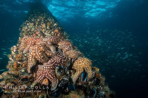 Afbeeldingsresultaten voor Clumped Dispersion Example