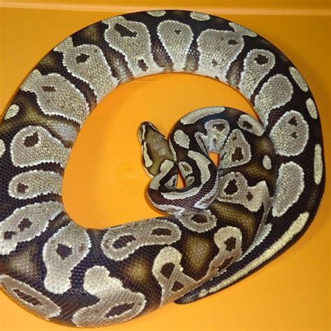 Image result for Fire Trident Ball Python