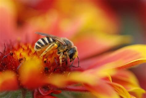 Insect On Flower に対する画像結果
