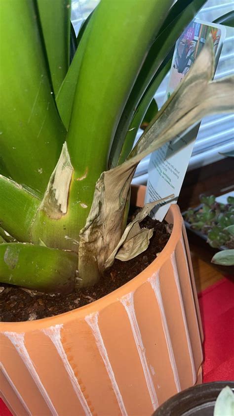 Image result for Bromies Python