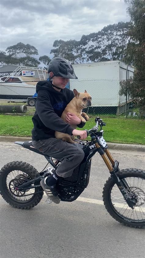 Pibble Using Computer に対する画像結果