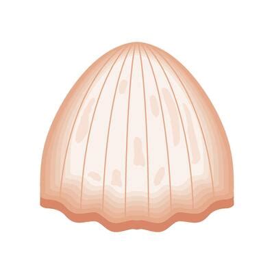 Image result for Shell Shape Vector