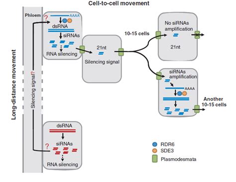 RNA Silencing Mechanism に対する画像結果