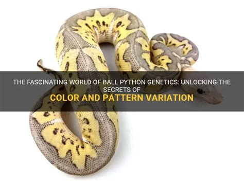 Toradh íomhá ar Ball Python Reading