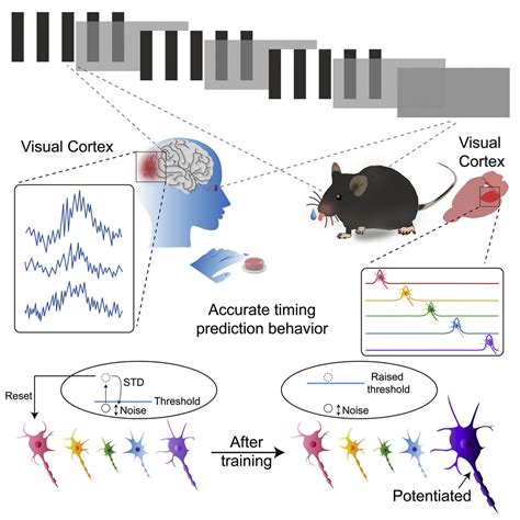 Afbeeldingsresultaten voor Visual Cortex Mouse Model
