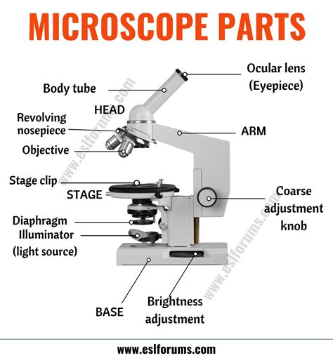 Toradh íomhá ar Using a Microscope Parts of a Microscope