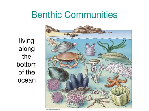Image result for Benthic
