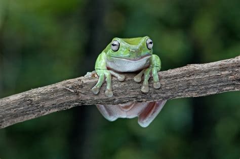 Afbeeldingsresultaten voor White Tree Frog Colors