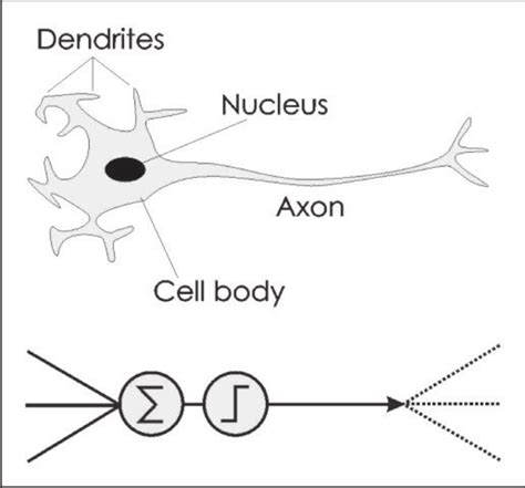Image result for Biological Neuron Model