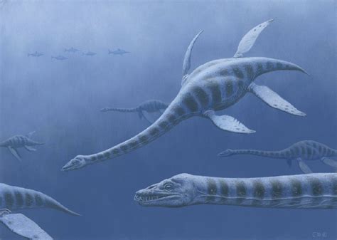 Plasiosaurus માટે ઇમેજ પરિણામ