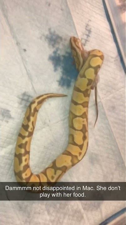 Image result for 3 Foot Ball Python