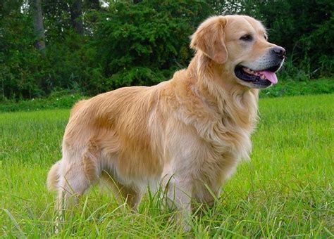 Image result for Golden Retriever Crossed with Labrador