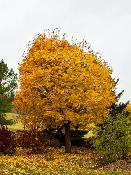 Image result for Silver Maple Fall Color