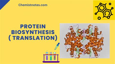Image result for Protein Biosynthesis