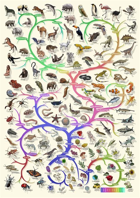 Image result for Biological Evolution Tree