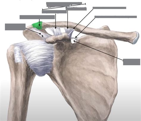 Image result for Acromioclavicular Joint Printable
