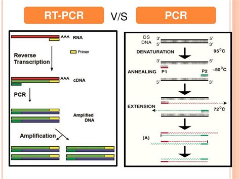 Reverse Transcriptase DNA Polymerase に対する画像結果