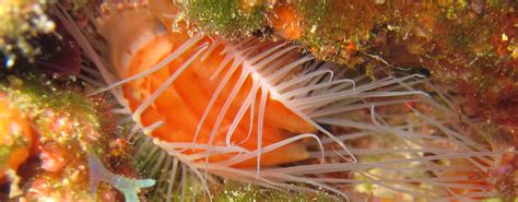 Afbeeldingsresultaten voor How to Eat Bivalves