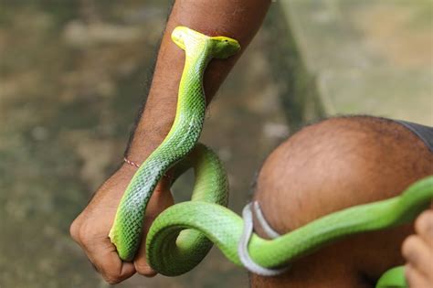 Green Python Bite に対する画像結果