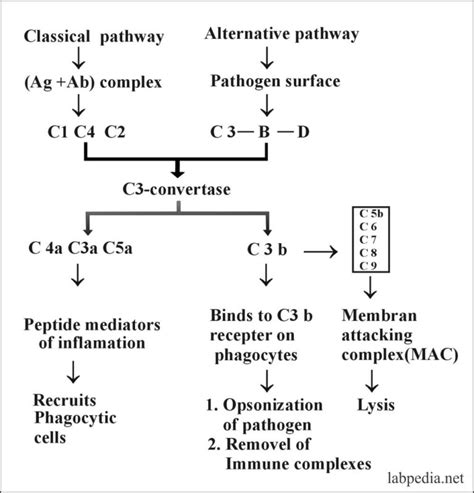 Complement System Diagram Easy に対する画像結果