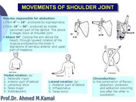 Shoulder Functional Movement に対する画像結果
