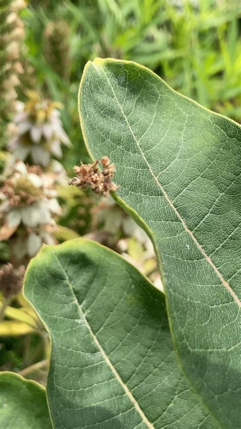 Toradh íomhá ar Taskmaster 1 Disgused
