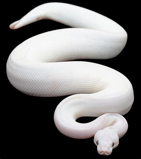 Toradh íomhá ar Blue Python for Sale