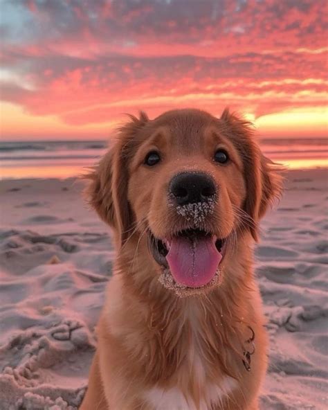 Pet Vibes Daily (@petvibesdaily_) • Instagram photos and videos