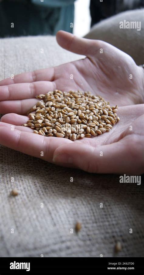 Grains in the Hands に対する画像結果
