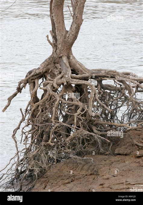 Red Maple Tree Root Problem に対する画像結果