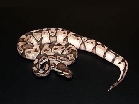 Afbeeldingsresultaten voor Axanthic Ball Python Line Art