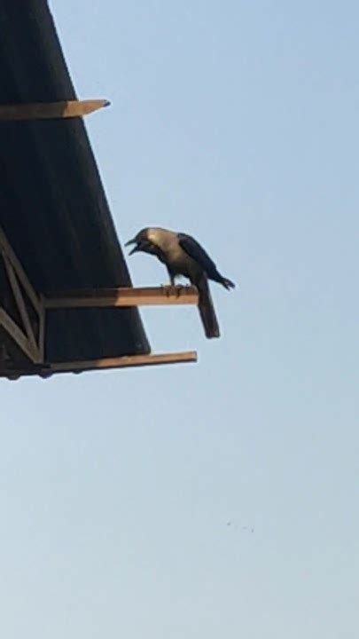 Toradh íomhá ar Crow Crowing