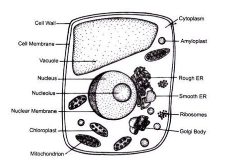 Afbeeldingsresultaten voor Basic Plant Cell Structure