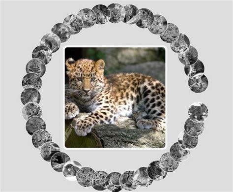 Image result for CSS Gallery Example