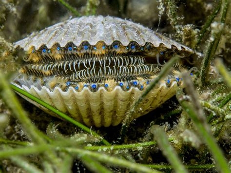 Afbeeldingsresultaten voor How to Eat Bivalves