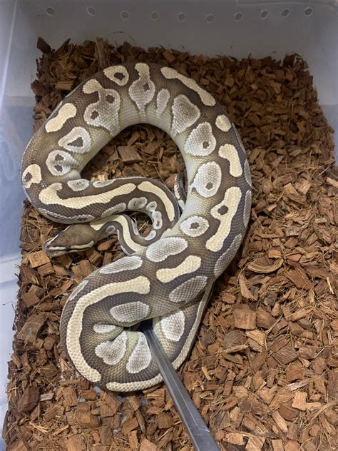 YB Ball Python に対する画像結果