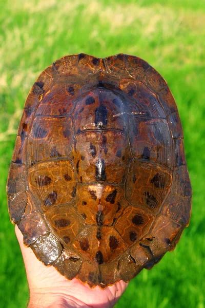 Map Turtle Shell に対する画像結果