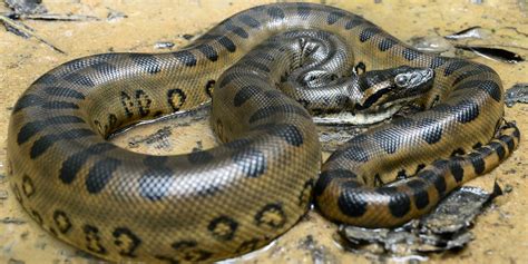 Image result for Anaconda Python Snake