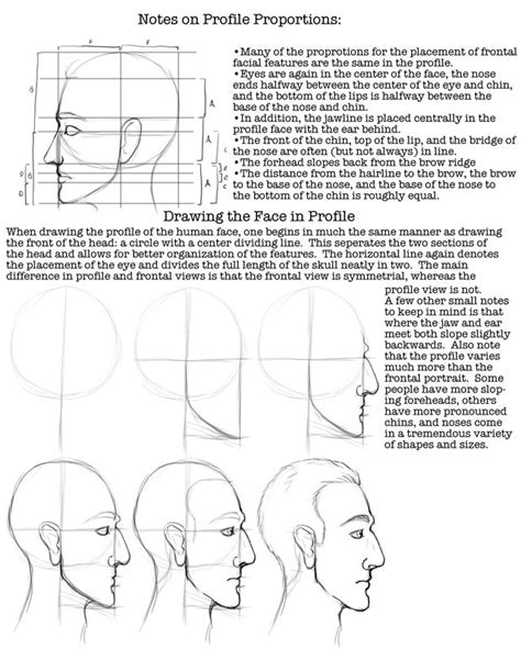 Image result for Human Face Proportion Worksheet