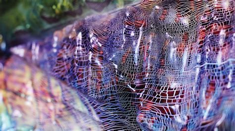 Visual Communication Design Undergraduate Overview | SAIC