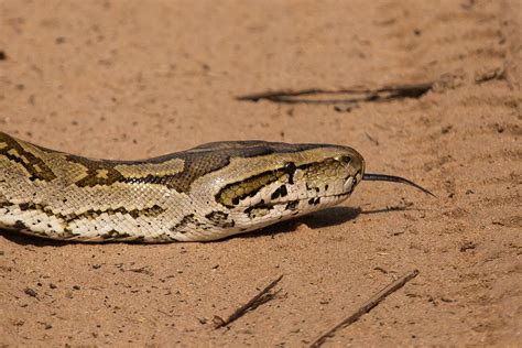 Rock Python Strike に対する画像結果